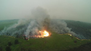 Incendio en Sabangau